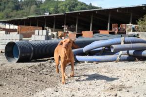 Training Manderbach Lauber 06.09 (023)