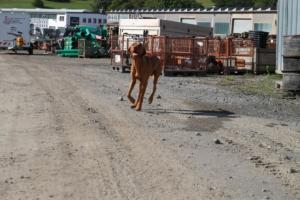 Training Manderbach Lauber 06.09 (024)