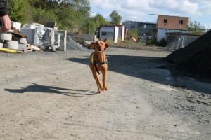 Training Manderbach Lauber 06.09 (004)